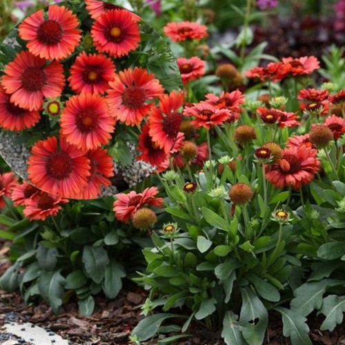 Gaillardia aristata 'Spintop Red' - Ohtene mõrsjalill 'Spintop Red' 